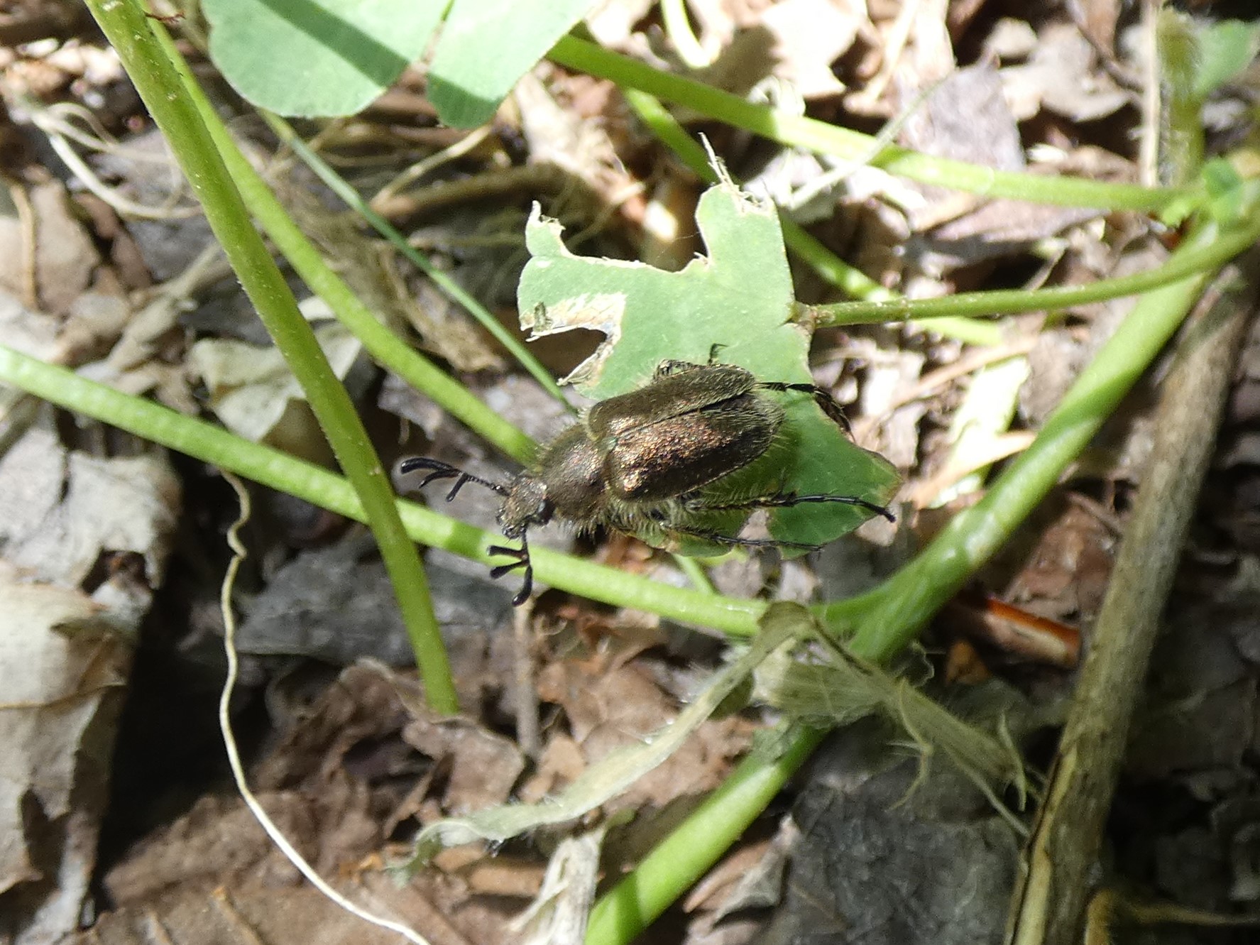 photo_1